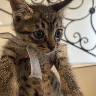 生後1.5ヶ月のキュートすぎる4兄妹♡