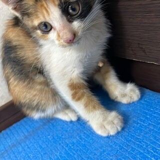 子猫1ヶ月くらい
