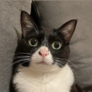 お茶目ガール⭐︎おにぎり⭐︎「にゃにゃっ」とお返事