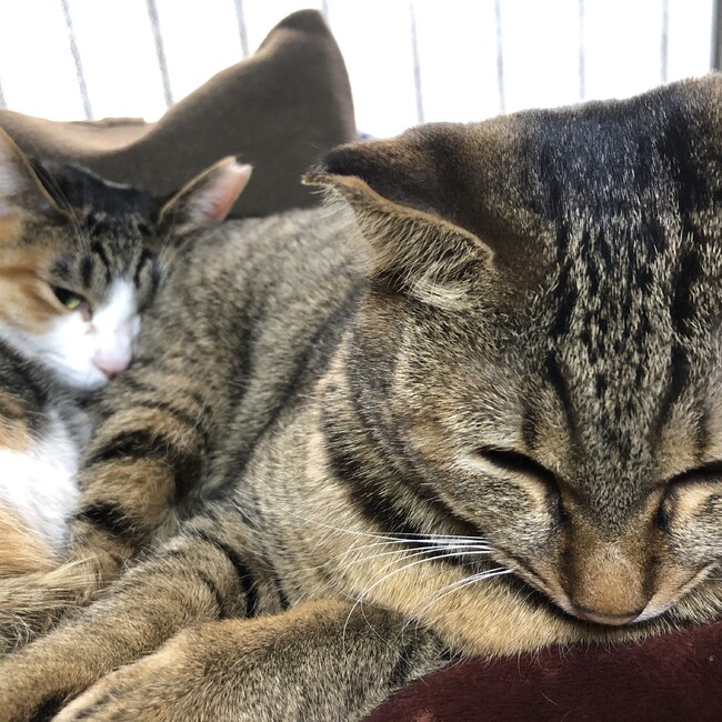 ノワール・ブランのカバー写真