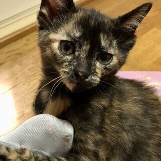 ひざ乗り大好きゴロスリちゃんです