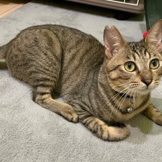 ゴロスリ甘えた‼️キジトラ男の子