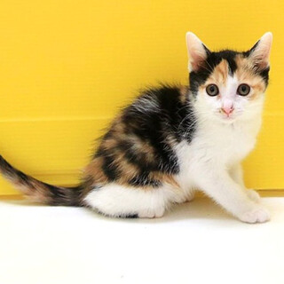 三毛猫｢4s40｣ SKU： 4s40