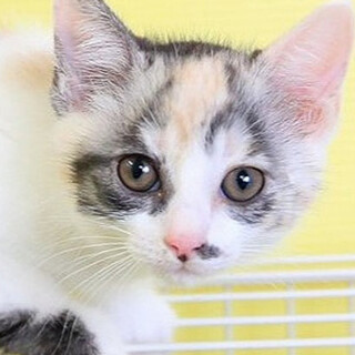 三毛猫｢4s41｣ SKU： 4s41