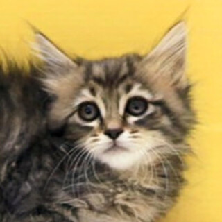 キジトラ｢4s49｣ SKU： 4s49