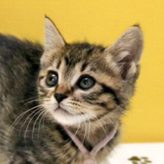 キジトラ｢4s50｣ SKU： 4s50