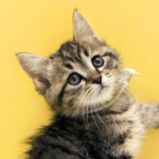 キジトラ｢4s51｣ SKU： 4s51