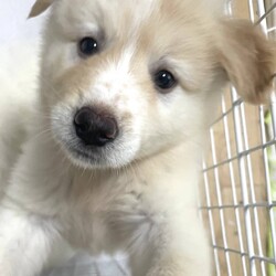 『Terra里親会犬部』