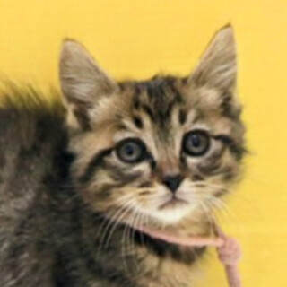 キジトラ｢4s52｣ SKU： 4s52