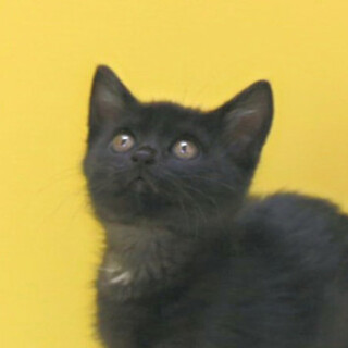 黒猫｢4s75｣ SKU： 4s75