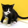ぶち猫「シェイク」4s76 サムネイル3