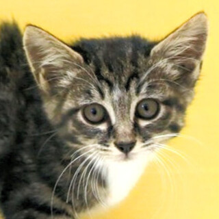 きじ白｢4s77｣ SKU： 4s77