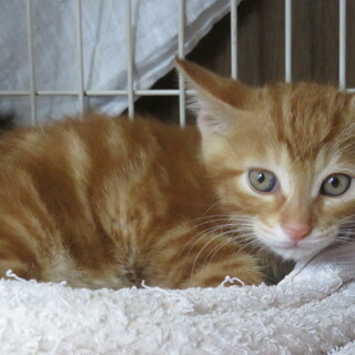 空くん（こむぎちゃんと5匹の子猫）