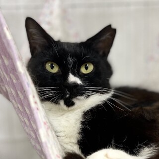 中長毛のおしゃれさん⭐︎ライム⭐︎