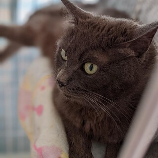 控えめな甘えん坊⭐︎モカ⭐︎