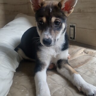 推定3ヶ月、雑種犬の男の子　ばなな君