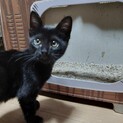 元気いっぱいの黒の男の子です！