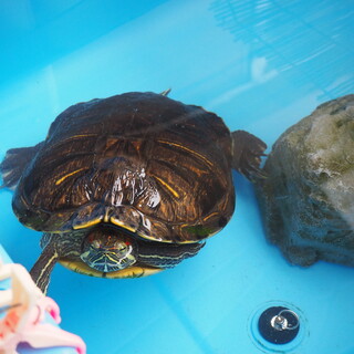 ミシシッピアカミミガメです