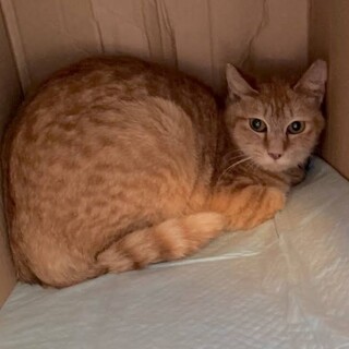 推定1歳未満【茶トラの女の子】