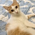 毎晩添い寝してくれる甘えん坊！キャンチョメくん
