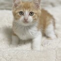 生後2ヶ月の7兄弟♡