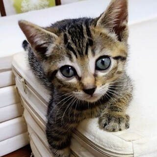 6匹兄妹のデラちゃん、家族募集中