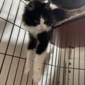 長毛の可愛いオス猫です！