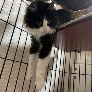 長毛の可愛いオス猫です！