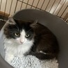 長毛の可愛いオス猫です！ サムネイル2