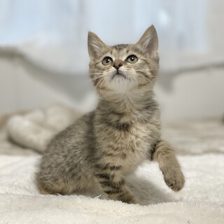 生後2ヶ月の7兄弟♡