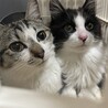 長毛の可愛いオス猫です！ サムネイル4