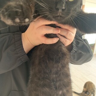 黒猫｢だんご｣ SKU： 3C73