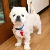 いつも尻っぽフリフリ♪まんまるお顔の男の子♡ サムネイル3
