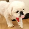  いつも尻っぽフリフリ♪まんまるお顔の男の子♡ サムネイル4
