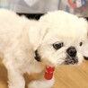  いつも尻っぽフリフリ♪まんまるお顔の男の子♡ サムネイル5