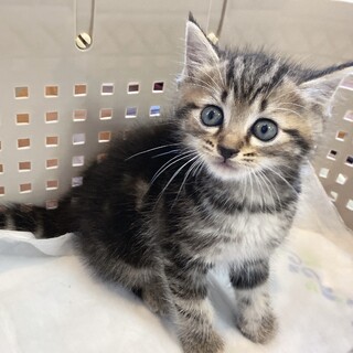 生後1ヶ月の子猫です！
