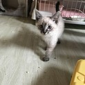 子猫！緊急里親募集中！