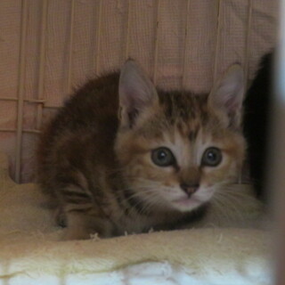 蘭ちゃん（こむぎちゃんと5匹の子猫）