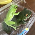 モリアオガエル　ヒキガエル