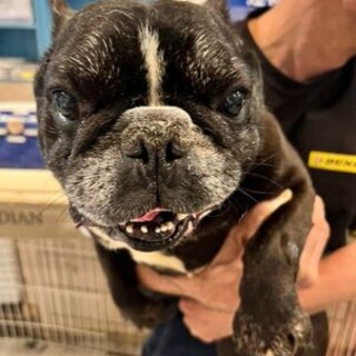 フレブル♬フリー君♪里親絶賛募集中！