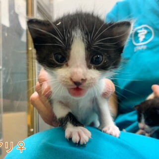 メアリちゃん