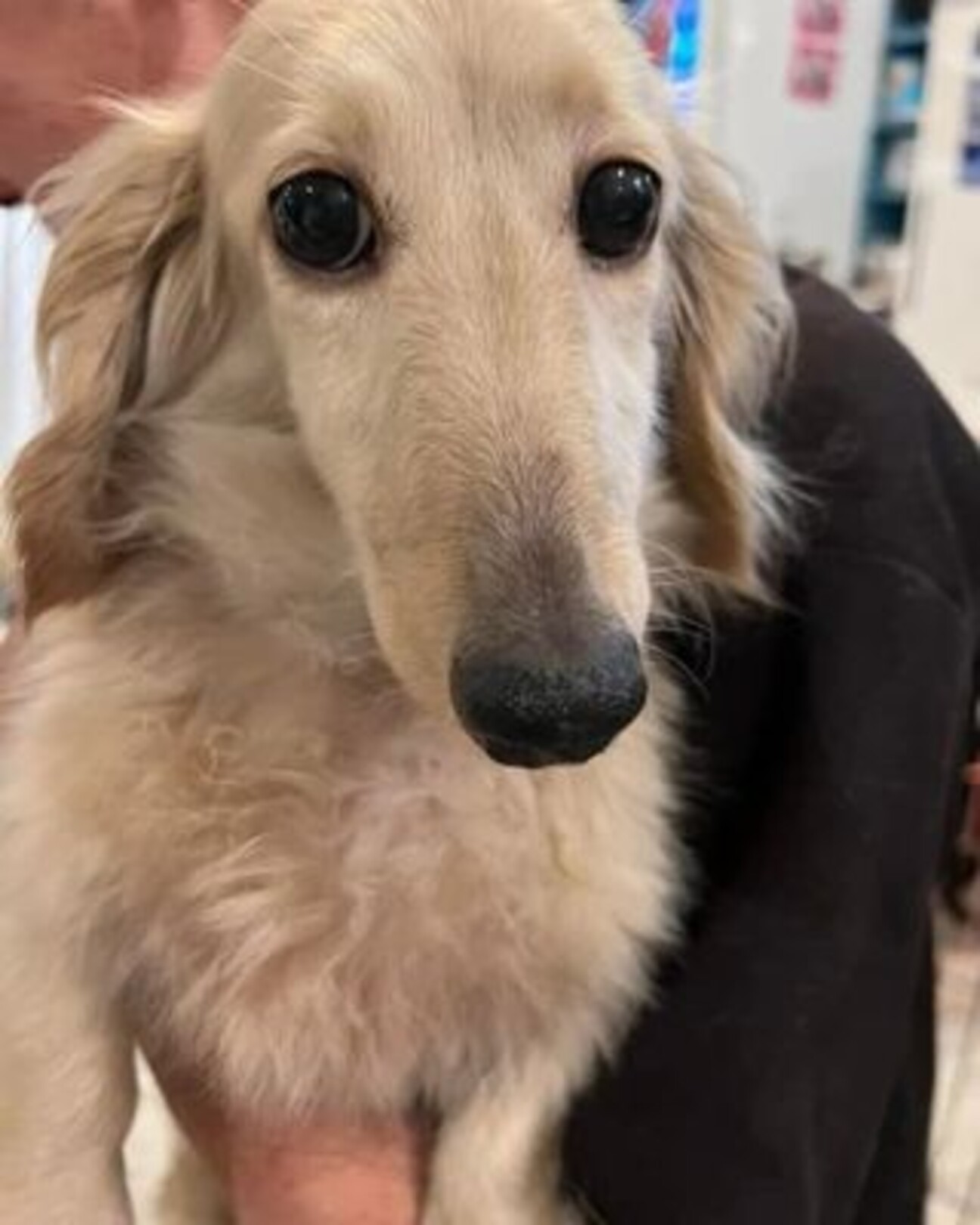 ミニチュアダックス♬タム」兵庫県 - 犬の里親募集(415375