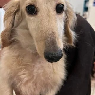 ミニチュアダックス♬タムタム♪里親絶賛募集中！