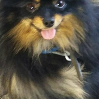 人懐こいポメラニアン　べんちゃ