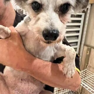 チャイニーズクレステッド♪パフ♪里親絶賛募集中！