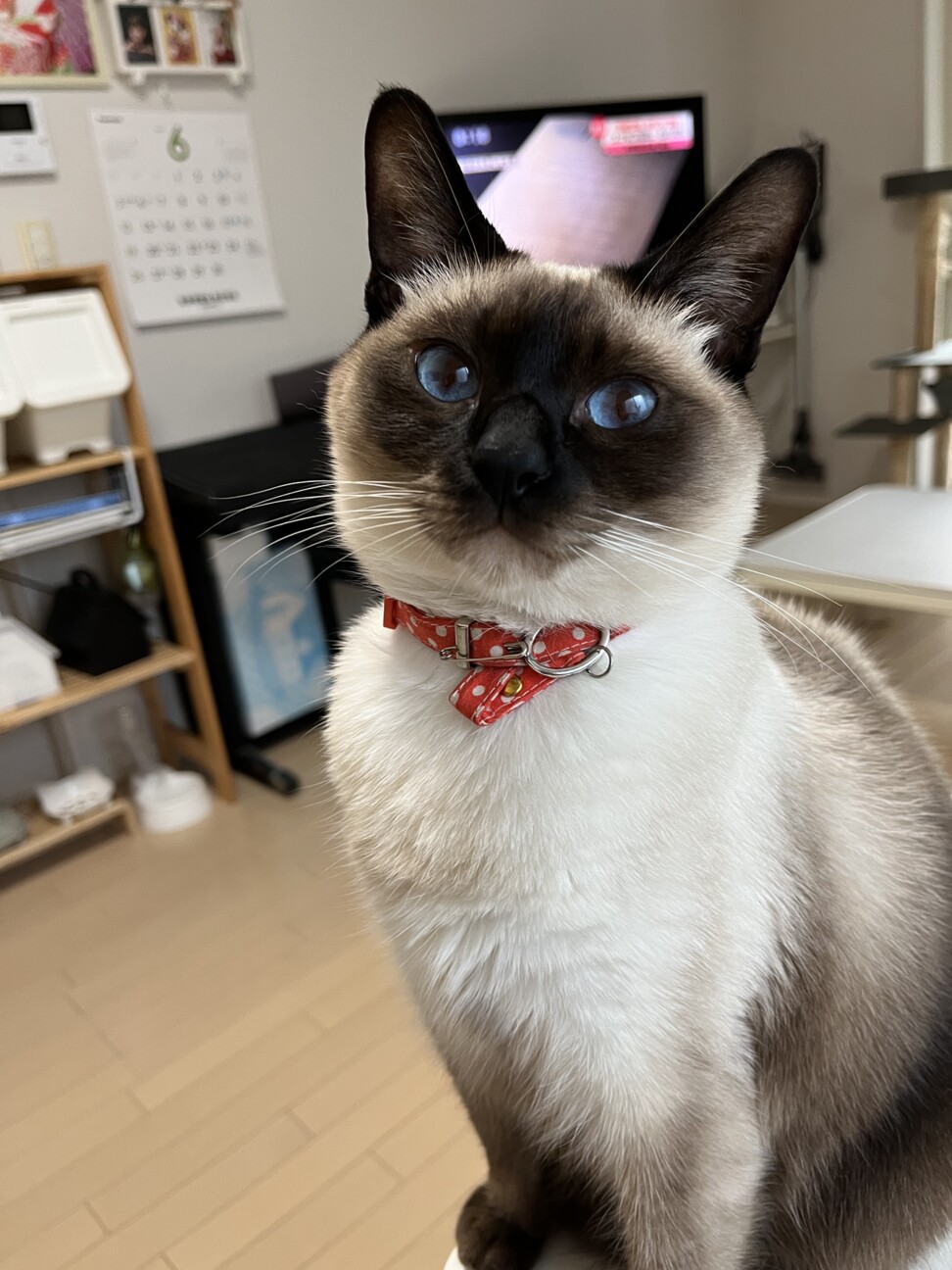 山田りり