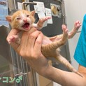 ディゴンくん