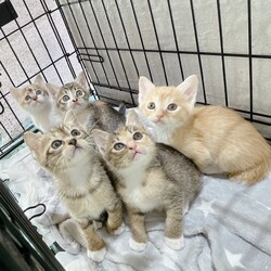 第164回　にゃん☆ぴーす猫譲渡会