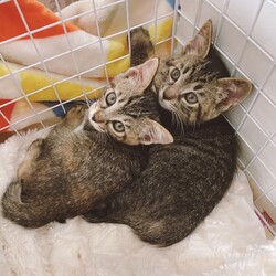 第164回　にゃん☆ぴーす猫譲渡会 サムネイル2