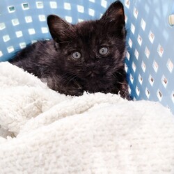 第164回　にゃん☆ぴーす猫譲渡会 サムネイル3